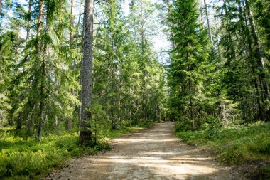 Güzel, karışık çam ve yaprak döken Estonya ormanları. Baltık doğasının güzelliği.