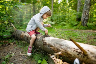 Küçük çocuk, Estonya 'nın güzel çam ve yaprak döken ormanlarını keşfediyor. Baltık doğasının güzelliği.