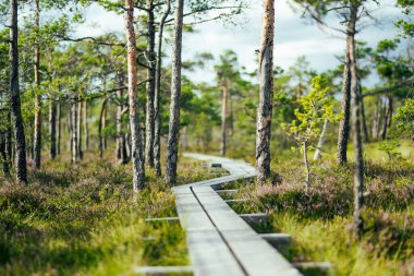 Estonya 'nın Jarva ilçesinde yer alan çam ağaçları, oyuklar ve havuzlarla benekli Seli Bataklığı. Eşsiz sulak arazi ekosistemi çeşitli vahşi yaşamı destekler ve eşsiz bitki ve hayvanlara ev sahipliği yapar..