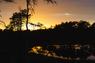 Sunset at Seli Bog, dotted with pine trees, hollows and pools, located in Jarva county, Estonia. Unique wetland ecosystem supports diverse wildlife and is a home to unique plants and animals. clipart