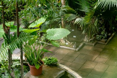 Estonya, Tartu botanik bahçesindeki farklı tropikal bitki ve çiçek türleri. Serada yetişen yemyeşil egzotik bitkiler..