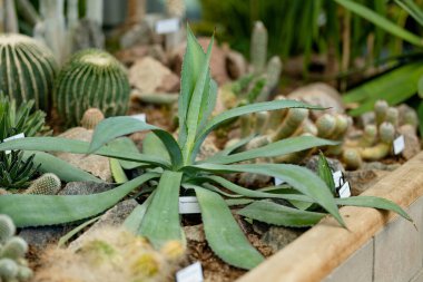 Bir serada çeşitli kaktüsler ve sulu bitkiler. Tartu, Estonya 'nın botanik bahçesindeki farklı tropik bitki ve çiçek türleri.