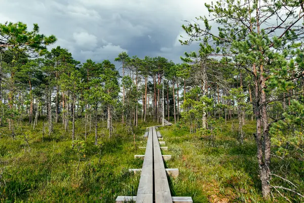 stock image Seli Bog, dotted with pine trees, hollows and pools, located in Jarva county, Estonia. Unique wetland ecosystem supports diverse wildlife and is a home to unique plants and animals.