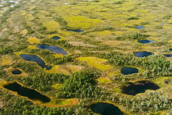 stock image Aerial view of Seli Bog, dotted with pine trees, hollows and pools, located in Jarva county, Estonia. Unique wetland ecosystem supports diverse wildlife and is a home to unique plants and animals.