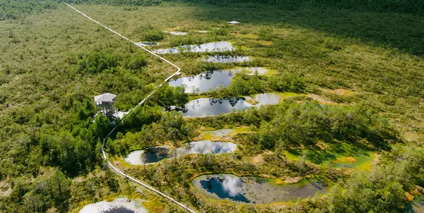 stock image Viru Bog, one of the most famous bogs located in Lahemaa National Park, Estonia. Unique wetland ecosystem supports diverse wildlife and is a home to a variety of unique plants and animals.