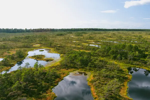 Estonya 'nın Jarva ilçesinde yer alan çam ağaçları, çukurlar ve havuzlarla kaplı Seli Bataklığı' nın hava manzarası. Eşsiz sulak arazi ekosistemi çeşitli vahşi yaşamı destekler ve eşsiz bitki ve hayvanlara ev sahipliği yapar..