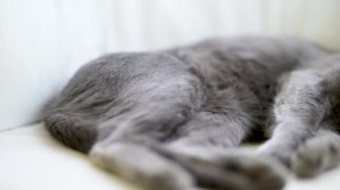 Neşeli genç Rus Mavi Kedisi güneşli bir sabahta evde uyuyor. Muhteşem mavi-gri kedi kanepede dinleniyor. Evdeki evcil hayvan.