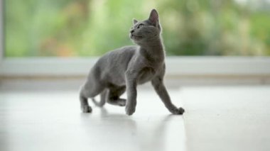 Genç, oyuncu, mavi kedi yavrusu pencerenin kenarında oynuyor, zoomileri alıyor. Yeşil gözlü, muhteşem mavi-gri kedi. Evdeki evcil hayvan.