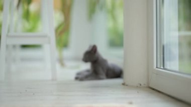 Genç, oyuncu, mavi kedi yavrusu pencerenin kenarında oynuyor, zoomileri alıyor. Yeşil gözlü, muhteşem mavi-gri kedi. Evdeki evcil hayvan.
