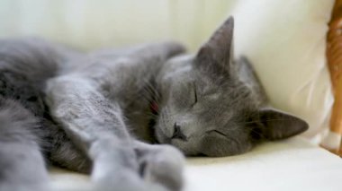 Neşeli genç Rus Mavi Kedisi güneşli bir sabahta evde uyuyor. Muhteşem mavi-gri kedi kanepede dinleniyor. Evdeki evcil hayvan.