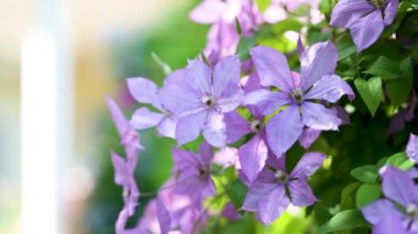 Flowering purple clematis in the garden. Flowers blossoming in summer. Beauty in nature.