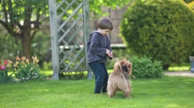 Güneşli yaz bahçesinde ya da bahçede soylu Avustralyalı teriyerle oynayan komik şirin çocuk. Açık hava portresi, mavi ve samur bronz tenli Avustralya teriyeri köpek evcil hayvanı. Yavaş çekim.
