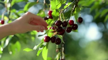 Kiraz ağacında sallanan olgun kiraz meyvelerini toplayan kadın eli. Ağır çekimde yakın çekim. Güneşli yaz gününde kiraz bahçesinde böğürtlen toplamak.