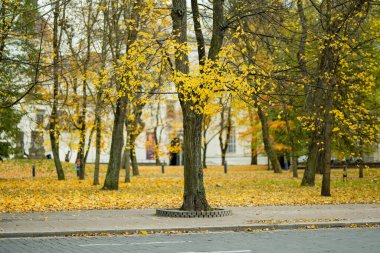 Sonbaharda turuncu ve sarı yapraklı renkli bir park sahnesi. Litvanya, Vilnius 'ta sonbahar şehir parkı manzarası.