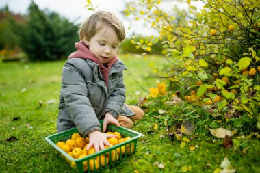 Sevimli küçük çocuk, Japon ayva çalısı dalında olgunlaşan parlak sarı ayva meyvelerini toplamaya yardım ediyor. Taze organik meyve topluyorum..