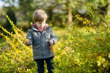 Güneşli bir sonbahar gününde dışarıda oynayan sevimli bir çocuk. Doğayı keşfeden çocuk. Küçük çocuklar için sonbahar aktiviteleri.