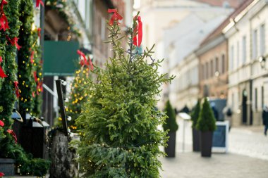 Noel ışıkları, ağaçlar ve süsler festival sezonunda süs olarak kullanılıyor. Vilnius 'un dar sokakları Noel için süslenmiş.