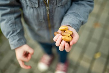 Sonbahar günü parkta meşe palamudu toplayan küçük çocuğun elleri. Çocuk meşe palamudu ve yaprak aramakla eğleniyor. Çocuklarla sonbahar aktiviteleri.