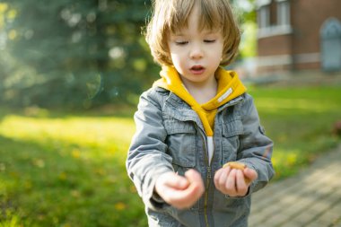 Güneşli bir sonbahar gününde dışarıda oynayan sevimli bir çocuk. Doğayı keşfeden çocuk. Küçük çocuklar için sonbahar aktiviteleri.