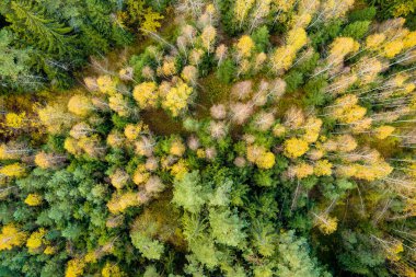 Yeşil ve sarı ağaçları ile sonbahar orman görünümünü hava üstünü. Karışık yapraklı ve iğne yapraklı orman. Güzel sonbahar sahne Vilnius city, Litvanya yakınındaki