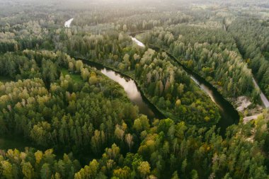 Sventoji nehrinin sonbahar ormanlarında uçuşunu gösteren hava manzarası. Litvanya, Anyksciai yakınlarında güzel bir orman manzarası. Güneşli sonbahar gününde yeşil ağaçlar ve nehir.
