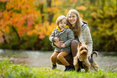 Anne ve küçük oğlu soylu Avustralyalı teriyer köpeklerini sonbahar parkında gezdiriyorlar. Siyah ve samur bronzlaşmış tipik Avustralya teriyerinin sonbahar portresi..