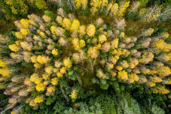 stock image Aerial top down view of autumn forest with green and yellow trees. Mixed deciduous and coniferous forest. Beautiful fall scenery near Vilnius city, Lithuania