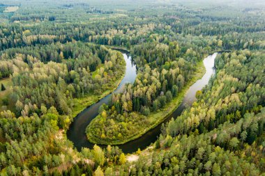 Sventoji nehrinin sonbahar ormanlarında uçuşunu gösteren hava manzarası. Litvanya, Anyksciai yakınlarında güzel bir orman manzarası. Güneşli sonbahar gününde yeşil ağaçlar ve nehir.