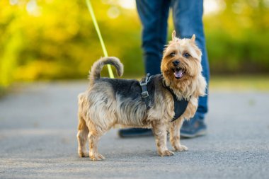 Sonbahar parkında soylu Avustralyalı teriyer köpeği. Siyah ve samur bronzlaşmış tipik Avustralya teriyerinin sonbahar portresi..
