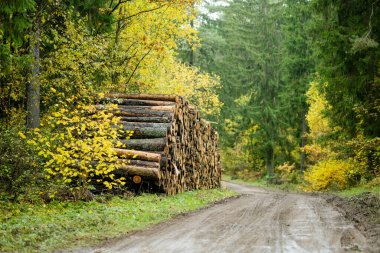 Karışık çam ve yaprak döken ormandaki odun yığınları. Ağaçlara yaprak dök. Litvanya 'da sonbahar günü geç saatlerde bulutlu.