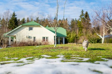 Genç oyuncu İngiliz steyşın gümüş tekir kedisi arka bahçede dinleniyor. Sarı gözlü, muhteşem mavi-gri kedi bahçede ya da arka bahçede eğleniyor..