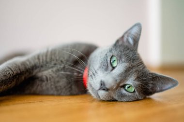 Neşeli genç Rus Mavi kedisi güneşli bir sabahta evde dinleniyor. Yeşil gözlü, muhteşem mavi-gri kedi. Evdeki evcil hayvan.