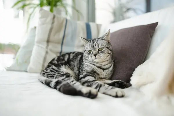 stock image British shorthair silver tabby cat having rest on a sofa in a living room. Young domestic cat spending time indoors at home.