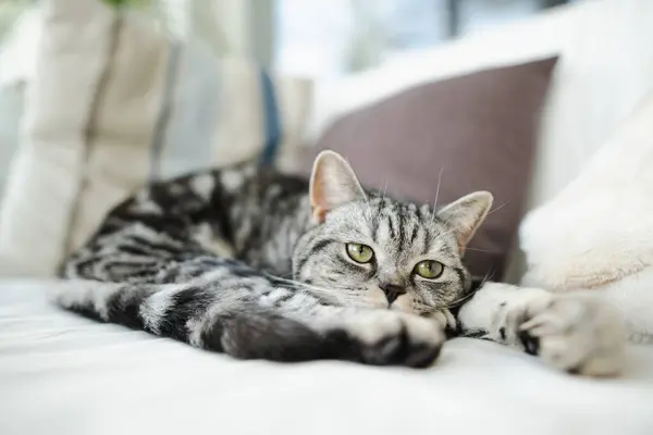 stock image British shorthair silver tabby cat having rest on a sofa in a living room. Young domestic cat spending time indoors at home.