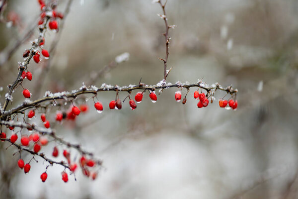 Bright red barberries on a branch on winter day. Berberis darwinii plant. Beautiful winter season.