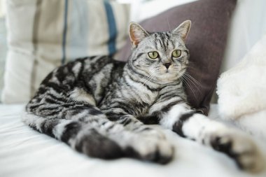 İngiliz gümüşi tekir kedisi oturma odasındaki kanepede dinleniyor. Genç evcil kedi evde vakit geçiriyor..