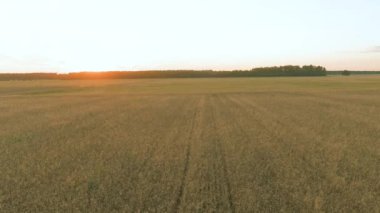 Gün batımında olgunlaşmış sarı buğday tarlaları. Hava akşamı kırsal arazisi, hasat konseptine ulaş.