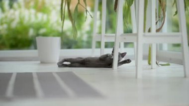 Genç, oyuncu, mavi kedi yavrusu pencerenin kenarında oynuyor, zoomileri alıyor. Yeşil gözlü, muhteşem mavi-gri kedi. Evdeki evcil hayvan.