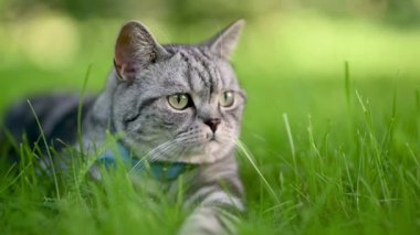 İngiliz gümüşi tekir kedisi güneşli bir yaz gününde arka bahçedeki çimlerde dinleniyor. Bahçede ya da arka bahçede eğlenen genç bir kedinin yavaş çekim görüntüleri..