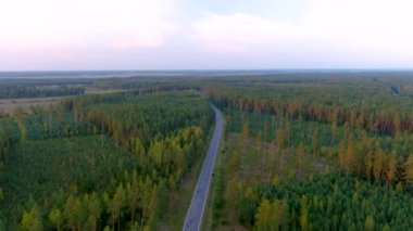 Bir yaz akşamında yol ve çam ormanlarının hava günbatımı manzarası. Uçsuz bucaksız kozalaklı ağaçların güzel kuşların göz manzarası.
