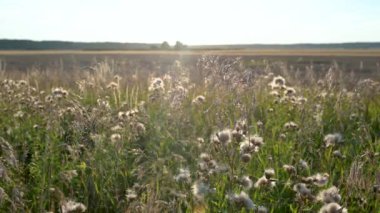 Tarlalar ve tarlalar. Kırsal, güneşli yaz akşamı manzarası.