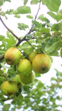 Güneşli bir yağmurlu günde elmanın dalına dikey yakın plan çekilmiş elmalar. Elma bahçesinde olgun meyve topluyorum. Çiftlikte meyve ve sebze yetiştiriyor. Bahçıvanlık ve kendi kendine yeten yaşam tarzı.