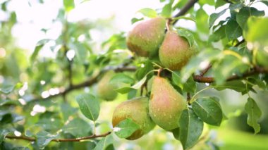 Parlak yağmurlu bir günde armut dalına yakın armutlar. Meyve bahçesinde olgun meyve hasadı. Çiftlikte meyve ve sebze yetiştiriyor. Bahçıvanlık ve kendi kendine yeten yaşam tarzı.