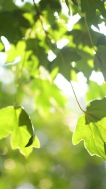 Güzel yeşil akçaağaç yaprakları yağmurlu bir yaz gününde bir ağaç dalında. Kırsal yaşam, doğadaki güzellik..