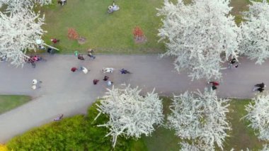 Vilnius şehir merkezinde çiçek açan sakura parkının yukarıdan aşağıya güzel manzarası. Sugihara kiraz ağacı bahçesi güneşli bir nisan akşamı çiçek açıyor. Litvanya, Vilnius 'ta İlkbahar.