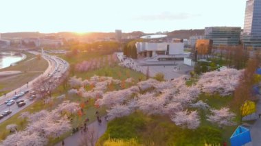 Vilnius şehir merkezinde çiçek açan sakura parkının güzel hava manzarası. Sugihara kiraz ağacı bahçesi güneşli bir nisan akşamı çiçek açıyor. Litvanya, Vilnius 'ta İlkbahar.