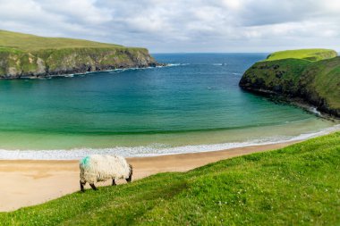 Sheep grazing near Silver Strand, a sandy beach in a sheltered, horseshoe-shaped bay, situated at Malin Beg, near Glencolmcille, in south-west County Donegal. Wild Atlantic Way, Ireland. clipart