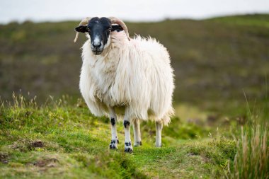 Yeşil otlaklarda renkli boya otlatma ile işaretlenmiş koyun. İrlanda'nın yemyeşil çayırlarında beslenen yetişkin koyun ve yavru kuzular.