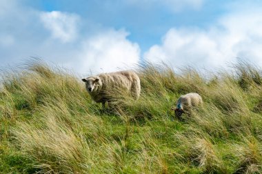 Yeşil otlaklarda renkli boya otlatma ile işaretlenmiş koyun. İrlanda'nın yemyeşil çayırlarında beslenen yetişkin koyun ve yavru kuzular.