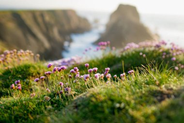 Scheildren, Malin Head 'deki en ikonik ve fotoğraflı manzara, İrlanda' nın en kuzey noktası, Vahşi Atlantik Yolu, muhteşem kıyı yolu. Doğanın harikaları. Sayısız Keşif Noktaları. Ortak Donegal